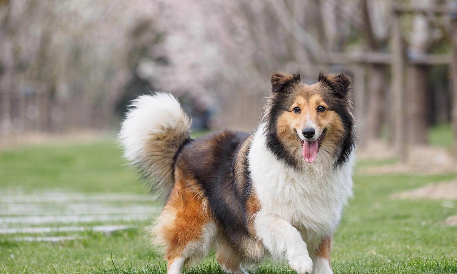 A collie with a big smile