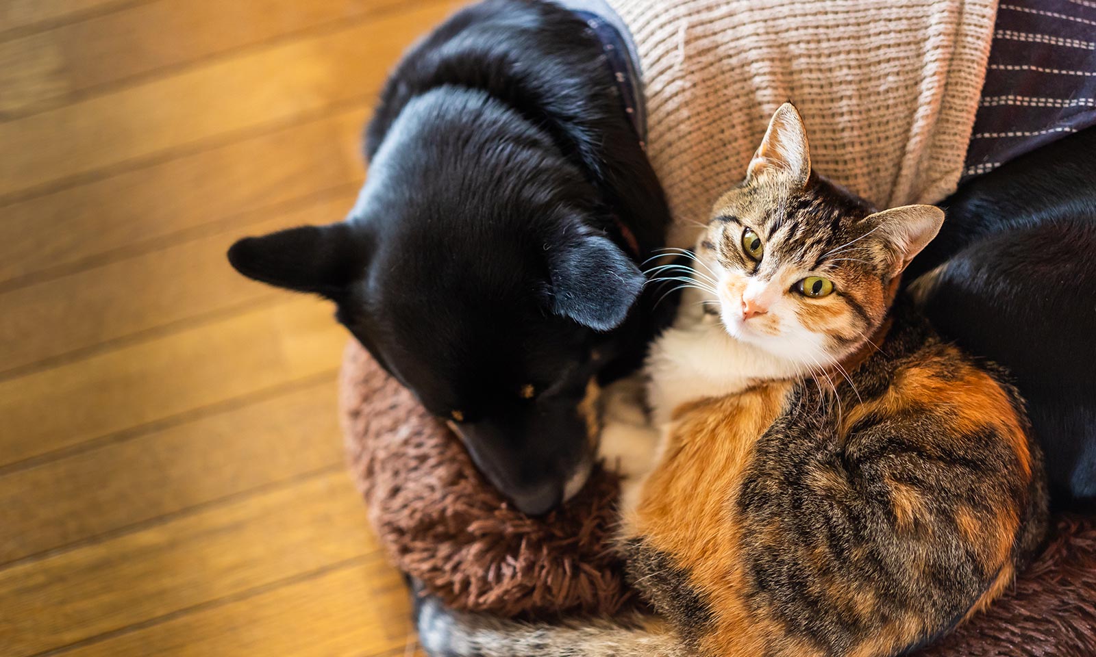 Dog and cat cuddling